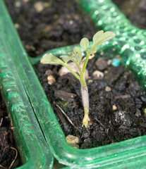 Close up of baby tomato plant germinating in a small pot