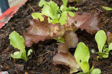 Growing Baby Lettuce Salad Leaves in a Greenhouse Starting to Grow