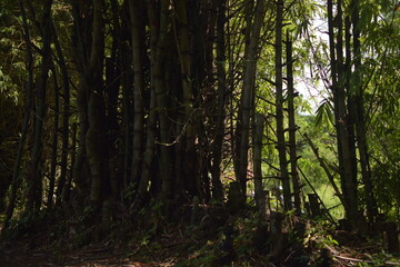 Close-up view of brightly colored bamboo leaves forming a thick texture