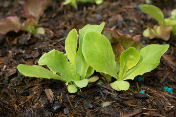 Growing Baby Lettuce Salad Leaves in a Greenhouse Starting to Grow