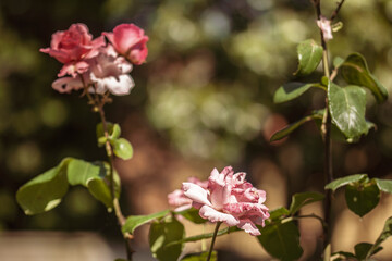 Pink and white roses blooming on a sunny day