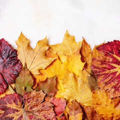 Variety of autumn leaves