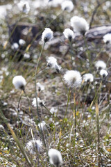 Spring Scenery of Raganu Purvs Bog Trail in Kemeri National Park, Latvia 11.05.2025
