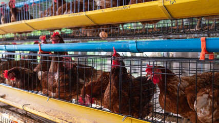 Layer hens in battery cages at a modern poultry farm, producing fresh eggs with automated feeding systems for efficient food production and agricultural supply chain. © Lahmz