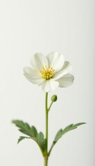 Fototapeta premium Delicate beige-white gypsophila bloom, macro detail Pure white background , bridal, light, elegant