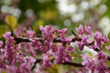 Branch of ornamental tree cercis canadensis on blurred background