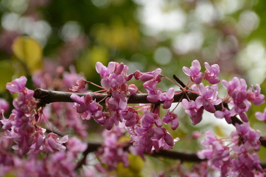 Branch of ornamental tree cercis canadensis on blurred background