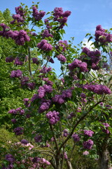 Obraz premium A large, lush bush of purple lilac in the garden