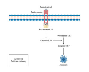 Apoptosis, programmed cell death, extrinsic pathway. Cell breaks into apoptotic bodies. Vector illustration.