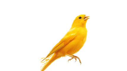 Vibrant Yellow Canary Perches Alone on Clean White Background