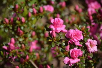 Close-up of pink flowers of a beautiful rhododendron in the garden