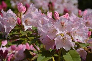 Close-up of pink rhododendron flowers in the garden