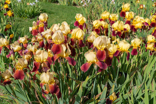 Iris flower group under the name "Accent" in the spring garten. Accent iris is  bi-color flower wtih yellow and rose-red color, hybridized by Walter Buss in 1952.