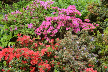 Pink and coral rhododendron bushes in the garden