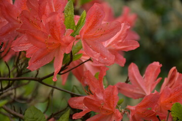 Coral-colored rhododendron in the garden in spring