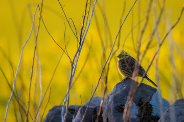 Male yellowhammer (Emberiza citrinella) perches in front of a field of oilseed rape at sunset, Perthshire, Scotland