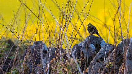 Male yellowhammer (Emberiza citrinella) perches in front of a field of oilseed rape at sunset, Perthshire, Scotland