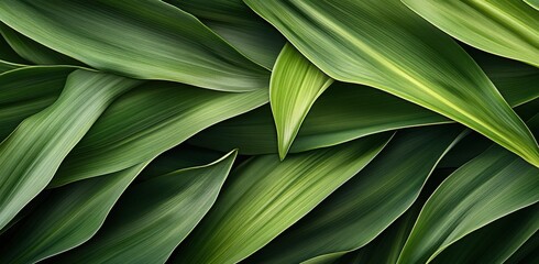 Obraz premium tropical green leaves abstract texture, dark nature background for banner or wallpaper