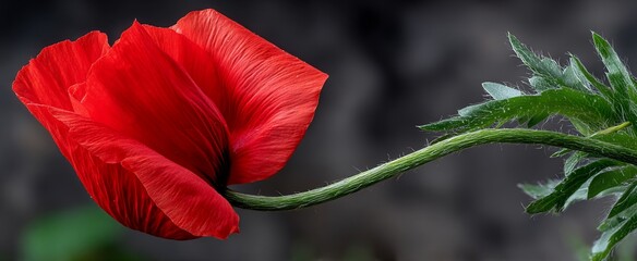 Vibrant crimson poppy in soft focus (1)