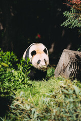 portrait panda in zoo berlin
