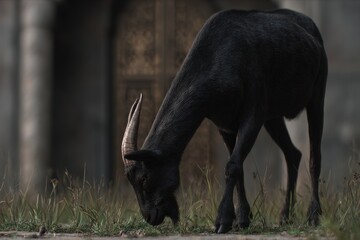 Naklejka premium A black goat grazes in a grassy area near a structure.