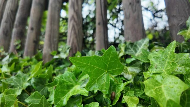 Regentanz auf Efeubl&auml;ttern: Naturwunder am Zaun