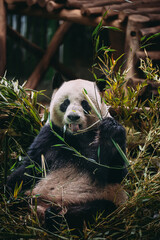 portrait panda in zoo berlin © Jan