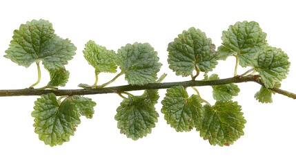 Close up botanical image of a creeping charlie plant branch showcasing vibrant green leaves isolated against a clean white background.