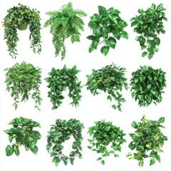 Naklejka premium Assorted Potted Plants on White Backdrop Studio Shot Featuring Ferns and Pothos Vines for Interior Design and Decoration
