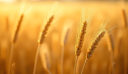 Fototapeta premium Barley Heads Ready for Harvest: Close-up of barley heads with stiff awns and golden sheen, gently swaying