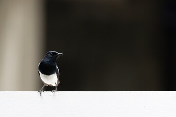 Close-up of an Oriental magpie-robin on dark background. Close-up of an Oriental magpie-robin perched on a white wall. 