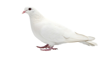 Fototapeta premium Graceful White Dove Symbolizing Peace Isolated on Background