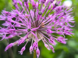  purple allium cristophii flowers in the garden