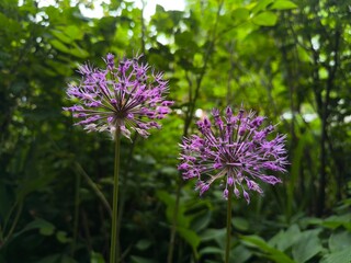 two purple Allium cristophii flower on green background 