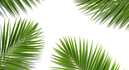 Obraz premium Fresh green palm leaves and shadows are presented against a white background.