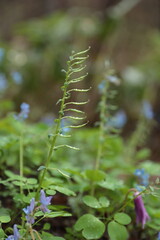 雨に濡れるエゾエンゴサクの実