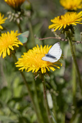 White Butterfly on Yellow Dandelion Flower in Spring Meadow