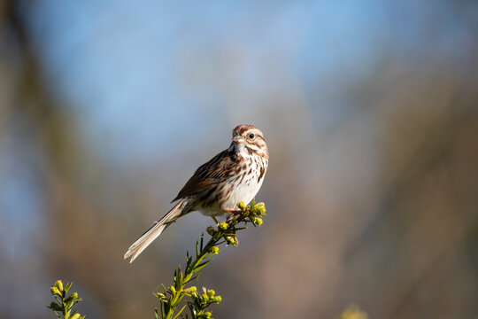 Song Sparrows