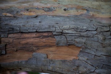 The image is of a piece of wood with a lot of cracks and holes