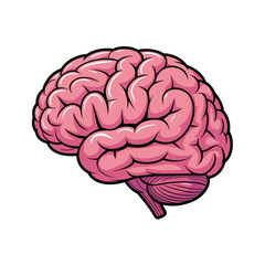Human brain anatomy illustration.