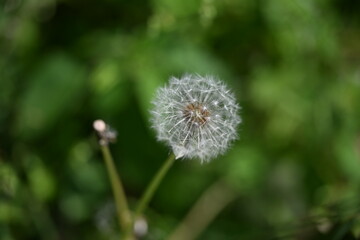 たんぽぽ