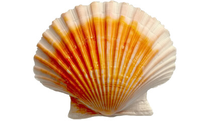 Fototapeta premium Close-Up of Orange and White Fan-Shaped Seashell Isolated on White Background 