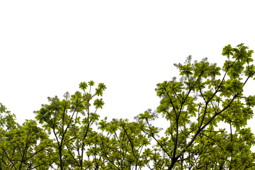 Fototapeta premium branch of a tropicaol tree isolated on white
