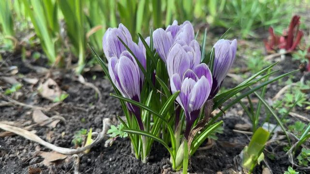 Bush of blooming Crocus vernus at overcast day, bottom view
