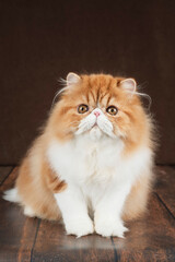 Portrait of a fluffy Persian cat on a dark background. Color: red and white.