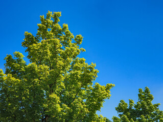 Green tree branches growing under blue sky copy space