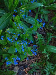 Forget me not flowers blooming in spring garden copy space