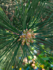Fototapeta premium Young pine cone growing on a branch with long needles