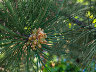 Young pine cone growing on a branch, surrounded by lush green needles copy space