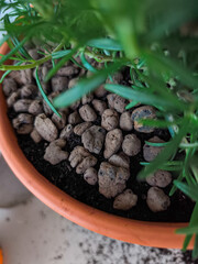 Rosemary plant growing in terracotta pot with expanded clay pebbles